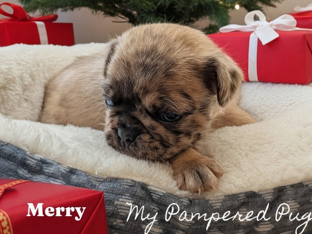 Merry, merle male puppy