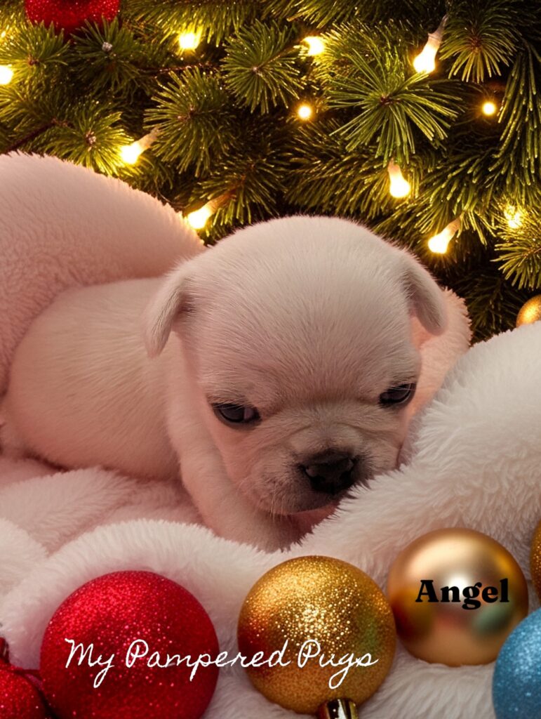 Angel, white female puppy