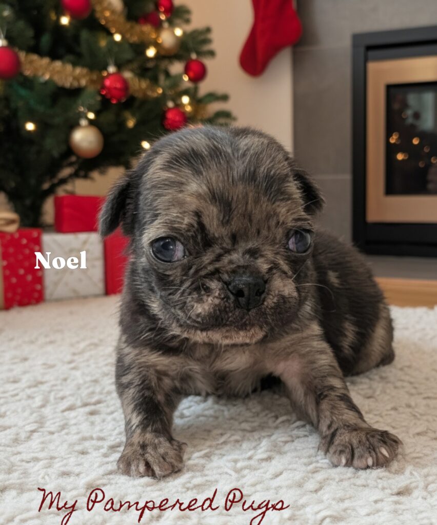 Noel, merle male puppy